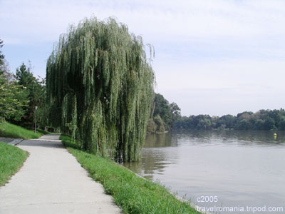 Weeping willow in Herastrau Park, Bucharest